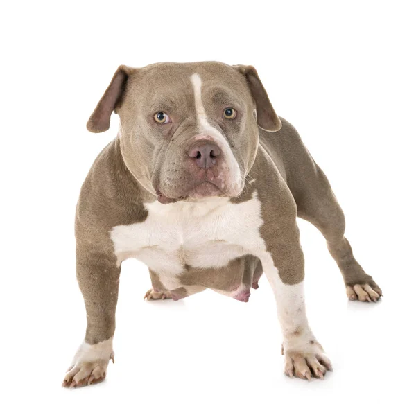 Gravida American Bully Framför Vita Bak — Stockfoto