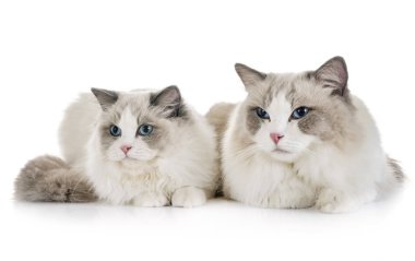 Ragdoll cats beyaz arka plan önünde