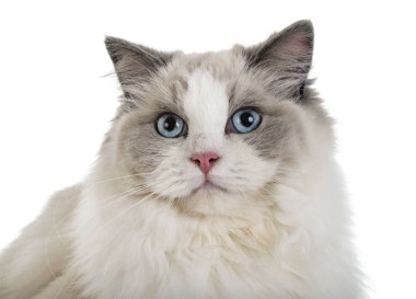 Ragdoll kedi beyaz arka plan önünde