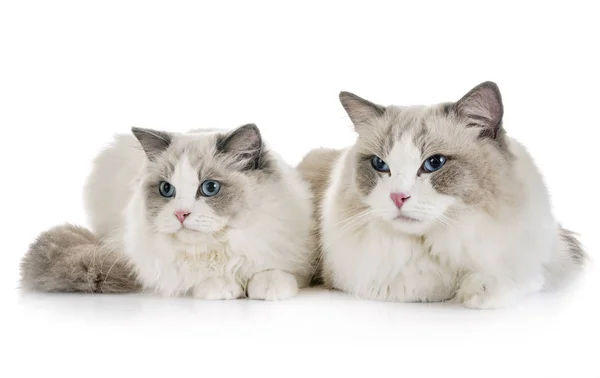 Ragdoll Kočky Před Bílým Pozadím — Stock fotografie
