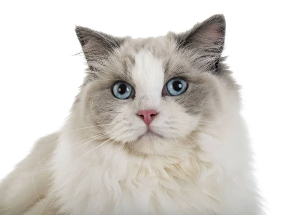 Ragdoll Cat Front White Background — Stock Photo, Image