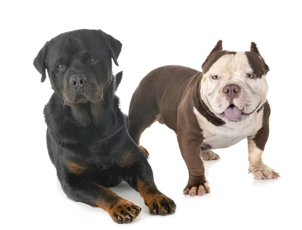 American Bully Rottweiler Front White Backgroun — Stock Photo, Image