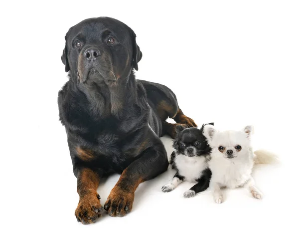 Kleine Chihuahua Rottweiler Voor Witte Achtergrond — Stockfoto