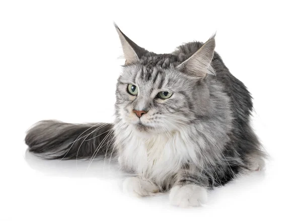 Maine Coon Kat Voorkant Van Witte Achtergrond — Stockfoto