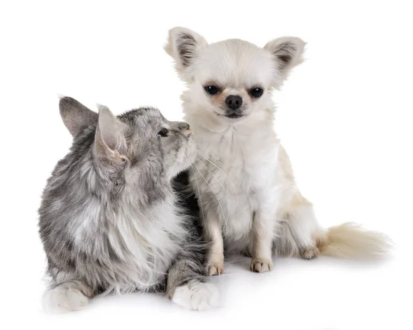 Maine Coon Katten Chihuahua Voor Witte Achtergrond — Stockfoto