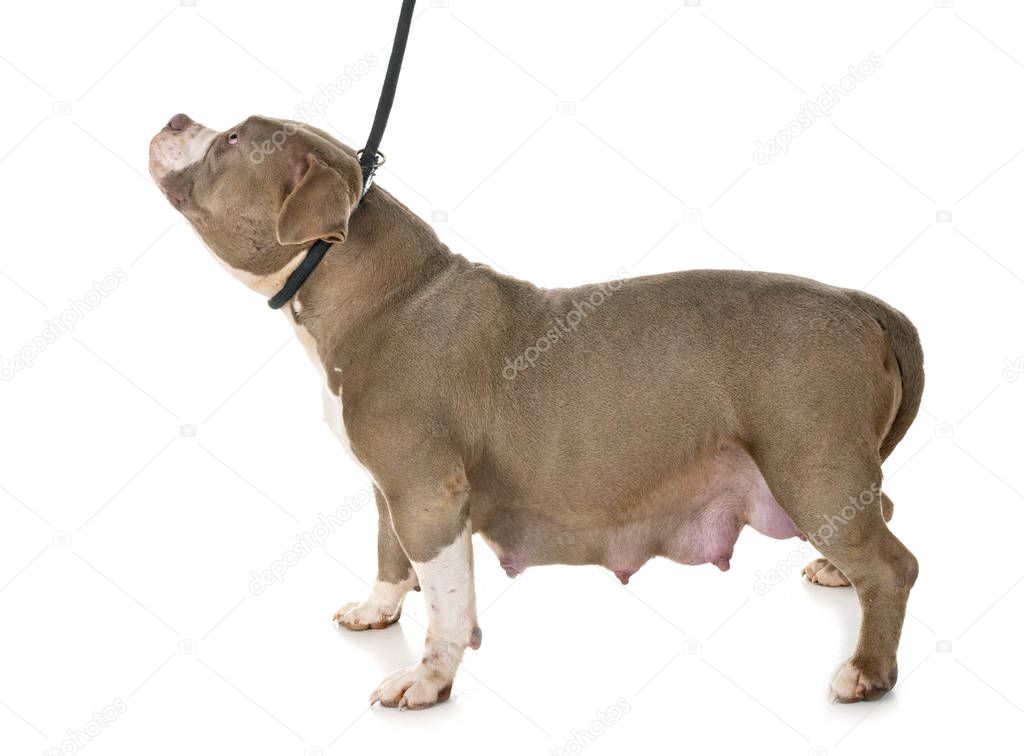 pregnant american bully in front of white backgroun