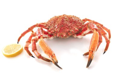 red spider crabs in front of white background clipart
