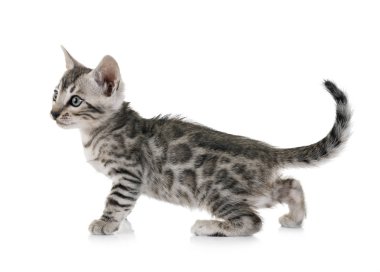 Bengal kedisi beyaz arka planda