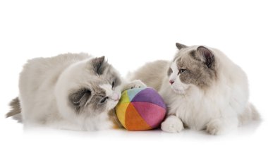 Ragdoll cats beyaz arka plan önünde