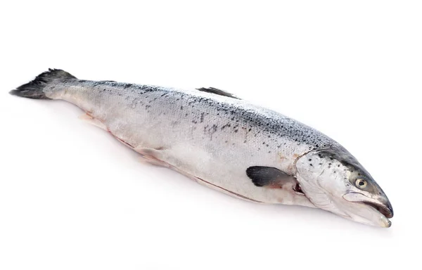 Лосось Рыбы Белом Фоне — стоковое фото
