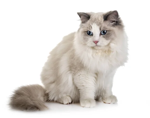 Ляльковий Кіт Перед Білим Тлом — стокове фото