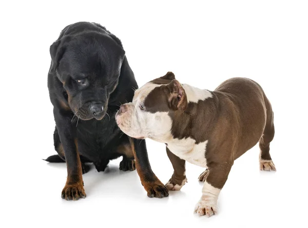American Bully Rottweiler Front White Backgroun — Stock Photo, Image