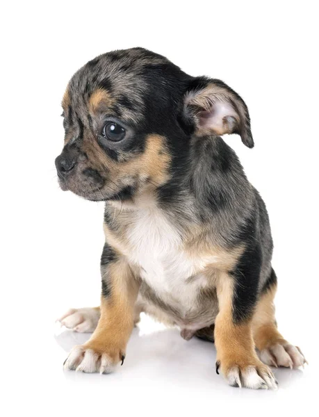 Little Chihuahua Front White Background — Stock Photo, Image