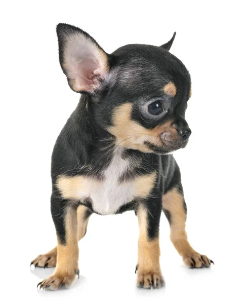 Kleiner Chihuahua Vor Weißem Hintergrund — Stockfoto