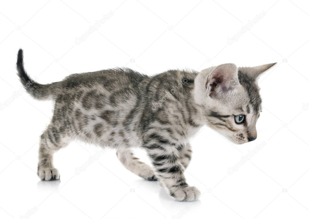 bengal cat in front of white background