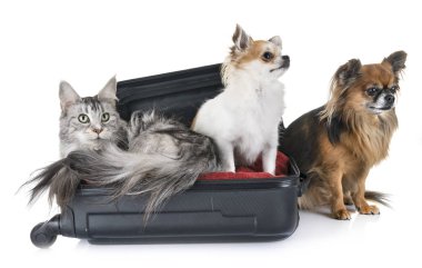 Maine coon kedi ve beyaz arka plan önünde chihuahua