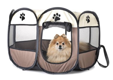 Beyaz arka plan önünde, kalem köpeklerde