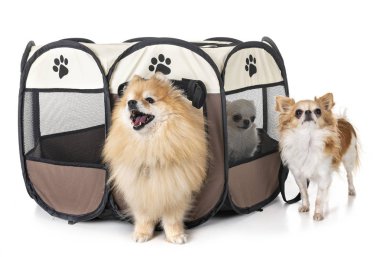 Beyaz arka plan önünde, kalem köpeklerde