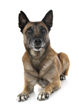 Beyaz arka planda Belçikalı çoban Malinois