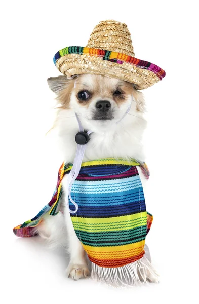 Little Chihuahua Front White Background — Stock Photo, Image