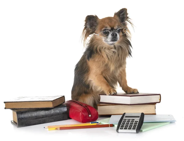 Lilla Chihuahua Till Skolan Framför Vit Bakgrund — Stockfoto