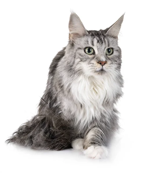 Maine Coon Gatto Fronte Sfondo Bianco — Foto Stock