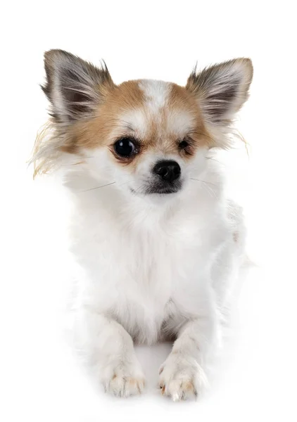 Chihuahua Olho Frente Fundo Branco — Fotografia de Stock