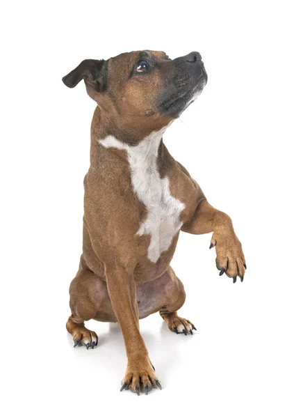 Staffordshire Bull Terrier Voorkant Van Witte Achtergrond — Stockfoto