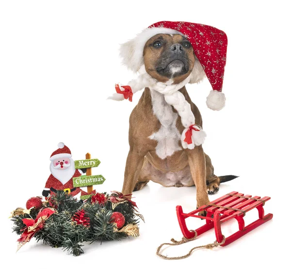 Staffordshire Bull Terrier Front White Background — Stock Photo, Image