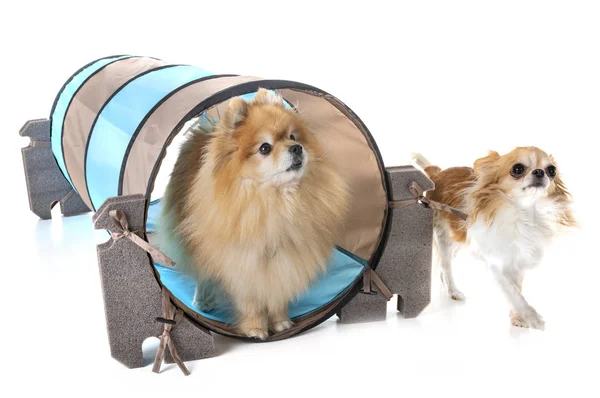 Kleine Honden Training Agility — Stockfoto