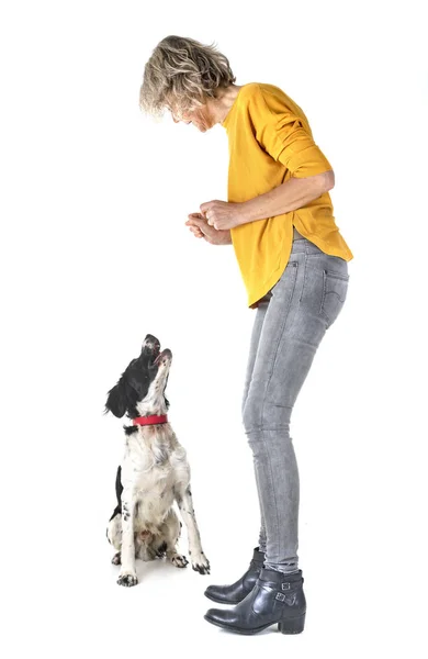 Brittany Perro Mujer Frente Fondo Blanco —  Fotos de Stock