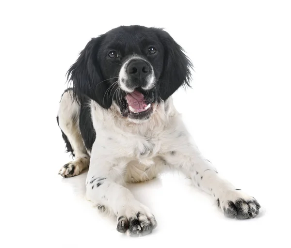 Brittany Dog Front White Background — Stock Photo, Image