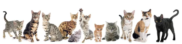 Group Cats White Background — Stock Photo, Image