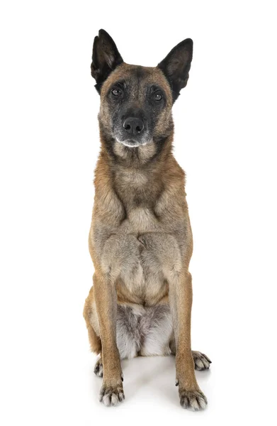 Belgische Herder Malinois Voor Witte Achtergrond — Stockfoto