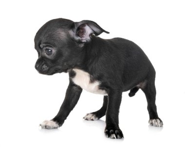 Beyaz arka planda küçük bir chihuahua