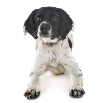 Brittany köpek beyaz arka plan önünde