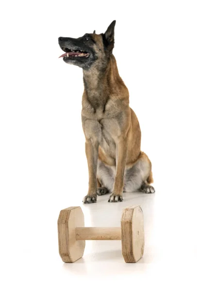 Belgisk Herde Malinois Framför Vit Bakgrund — Stockfoto