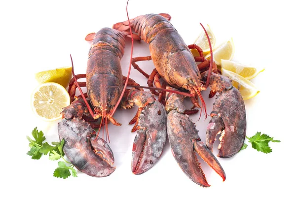 Two Lobsters Front White Background — Stock Photo, Image