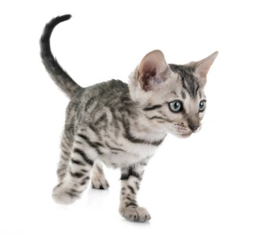 Bengal kedisi beyaz arka planda