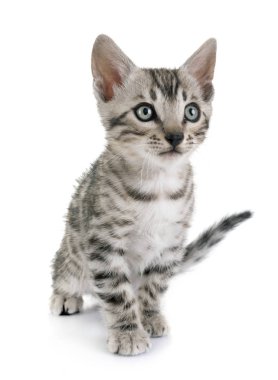 Bengal kedisi beyaz arka planda