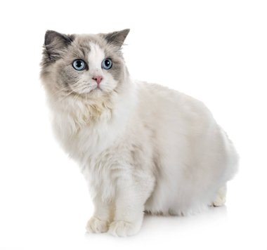 Ragdoll kedi beyaz arka plan önünde