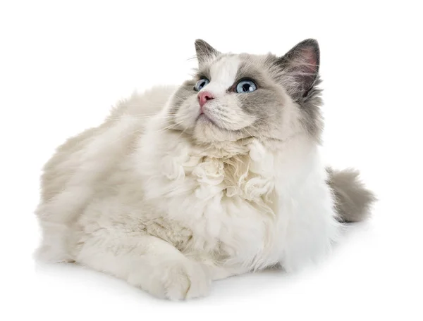 Ragdoll Γάτα Μπροστά Από Λευκό Φόντο — Φωτογραφία Αρχείου
