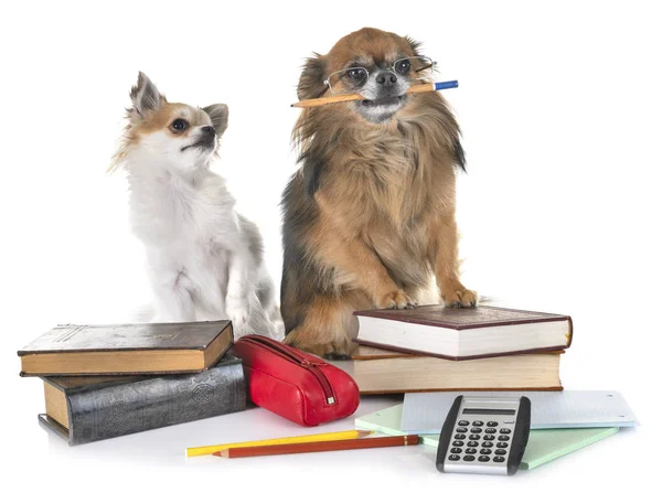 Pequeno Chihuahuas Para Escola Frente Fundo Branco — Fotografia de Stock