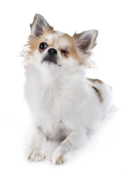 Chihuahua Olho Frente Fundo Branco — Fotografia de Stock