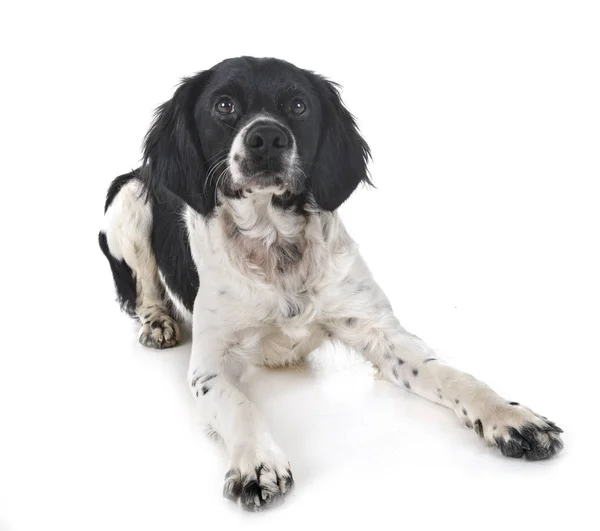 Бриттани Собака Перед Белым Фоном — стоковое фото