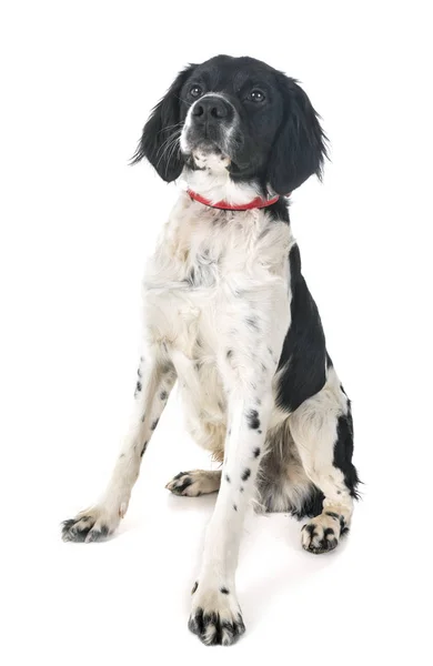 Бриттани Собака Перед Белым Фоном — стоковое фото