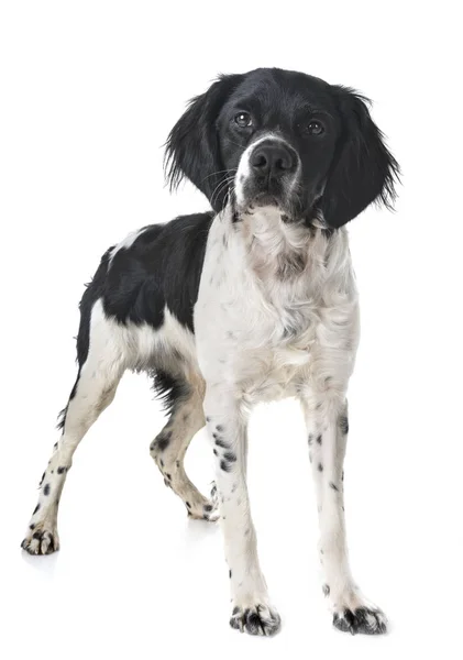 Brittany Cão Frente Fundo Branco — Fotografia de Stock