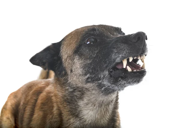 Belgischer Schäferhund Malinois Vor Weißem Hintergrund — Stockfoto