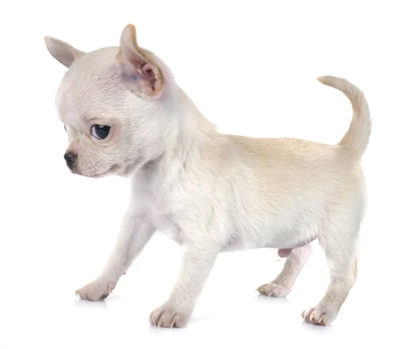 Piccolo Chihuahua Davanti Sfondo Bianco — Foto Stock