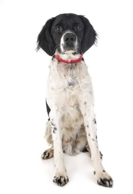 Brittany köpek beyaz arka plan önünde